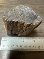 Petrified Wood Specimen #2