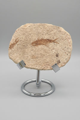 Fossil Fish, Eocene, Green River, Kemmerer, WY
