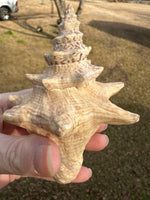 Assorted Shells for Crafts or Decor