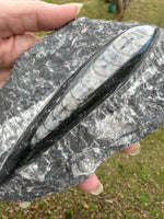 Orthoceras Fossil #12