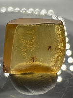 Fossil Insect Inclusion in Burmese Amber #4