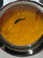 Fossil Insect Inclusion in Burmese Amber #1