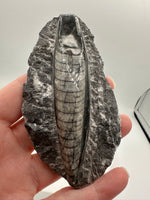 Natural Orthoceras Fossil Specimen #11