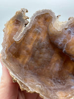 Withlacoochee River Agatized Coral #13