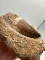 Mosasaur Tooth, Cretaceous, Oulad, Abdoun, Morocco