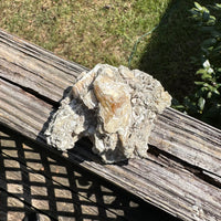 Fossilized Calcite Clam from Ruck's Pit Quarry, Florida, UV Reactive #3