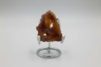 Withlacoochee River Agatized Coral #2