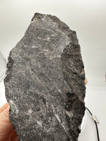 Natural Orthoceras Fossil Specimen #15