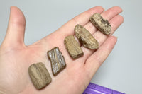 Petrified Wood from Missouri