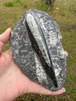 Orthoceras Fossil #12