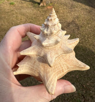 Assorted Shells for Crafts or Decor