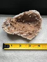 Withlacoochee River Agatized Coral #9