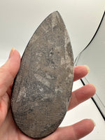 Natural Orthoceras Fossil Specimen #1