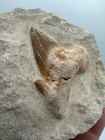 Otodus Shark Tooth, Eocene, Khouribga, Morocco on Matrix #2