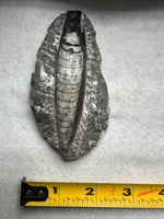 Natural Orthoceras Fossil Specimen #11