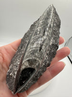 Natural Orthoceras Fossil Specimen #5