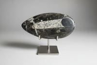 Orthoceras Fossil #7