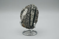 Natural Orthoceras Fossil Specimen #12