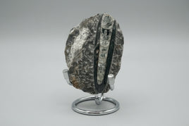 Natural Orthoceras Fossil Specimen #12