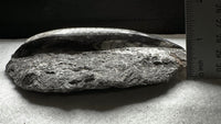 Natural Orthoceras Fossil Specimen #13