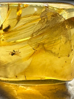 Fossil Insect Inclusion in Burmese Amber #9