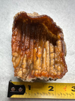 Withlacoochee River Agatized Coral #1