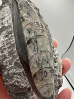 Natural Orthoceras Fossil Specimen #7