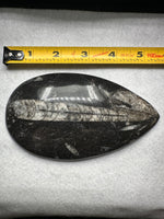 Natural Orthoceras Fossil Specimen #3