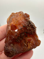 Withlacoochee River Agatized Coral #2