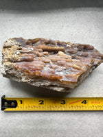 Withlacoochee River Agatized Coral #14
