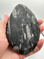 Natural Orthoceras Fossil Specimen #2