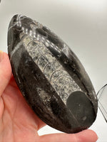 Natural Orthoceras Fossil Specimen #14
