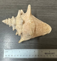 Assorted Shells for Crafts or Decor