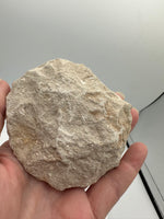 Otodus Shark Tooth, Eocene, Khouribga, Morocco on Matrix #2