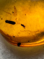 Fossil Insect Inclusion in Burmese Amber #2