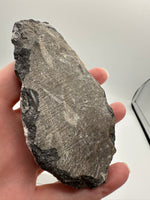 Natural Orthoceras Fossil Specimen #11
