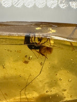 Fossil Insect Inclusion in Burmese Amber #8