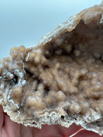 Withlacoochee River Agatized Coral #9