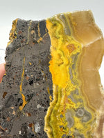 Bumblebee Jasper, Java, Indonesia #1
