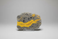 Bumblebee Jasper, Java, Indonesia #8