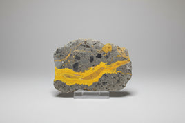 Bumblebee Jasper, Java, Indonesia #8
