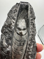 Natural Orthoceras Fossil Specimen #11
