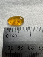Fossil Insect Inclusion in Burmese Amber #10