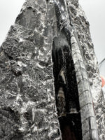 Natural Orthoceras Fossil Specimen #18