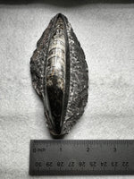 Natural Orthoceras Fossil Specimen #15
