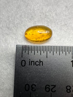 Fossil Insect Inclusion in Burmese Amber #3