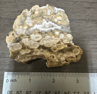 8th Vein Ocean Jasper Slab #26