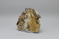 8th Vein Ocean Jasper Slab #58