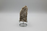 Withlacoochee River Agatized Coral #14