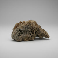 Withlacoochee River Agatized Coral #10